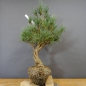 Preview: Pinus sylvestris Silberkiefer